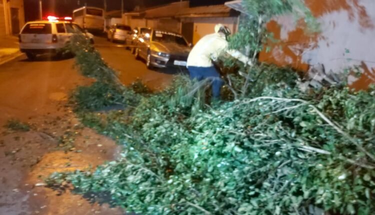 Árvore cai em carro no Jardim Bertioga