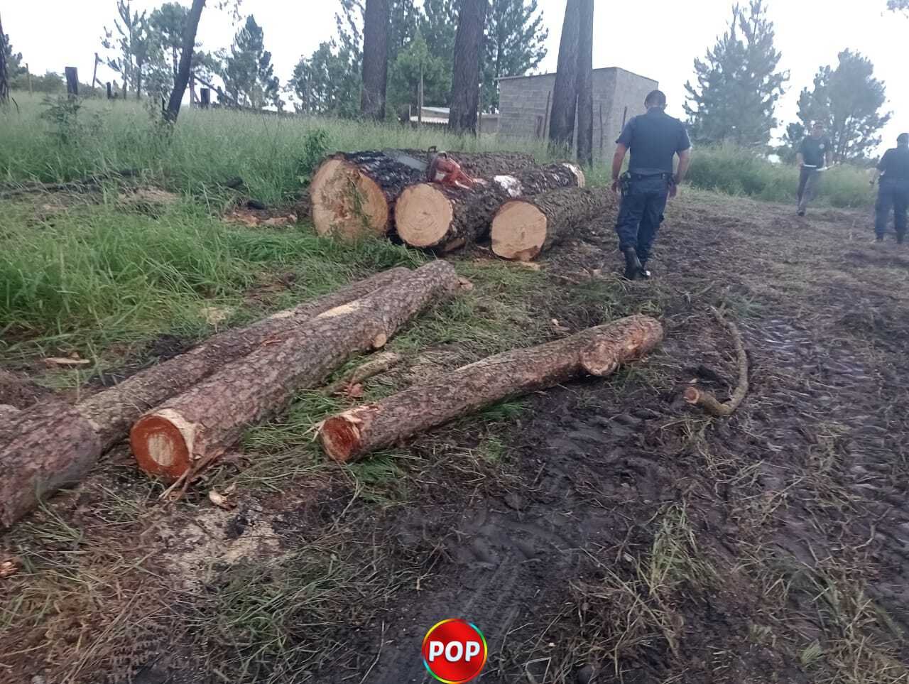 Guarda Municipal Flagra Desmatamento Em Campo Limpo Paulista Pop Tv