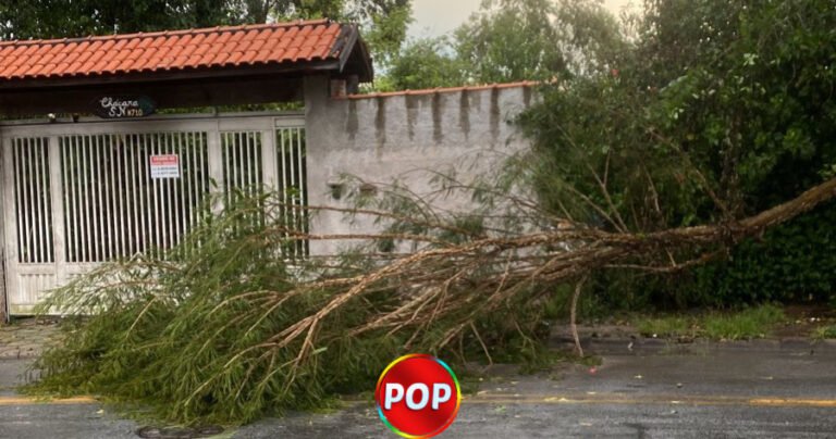 Ventos Fortes Derrubam Rvore Em V Rzea Paulista Pop Tv