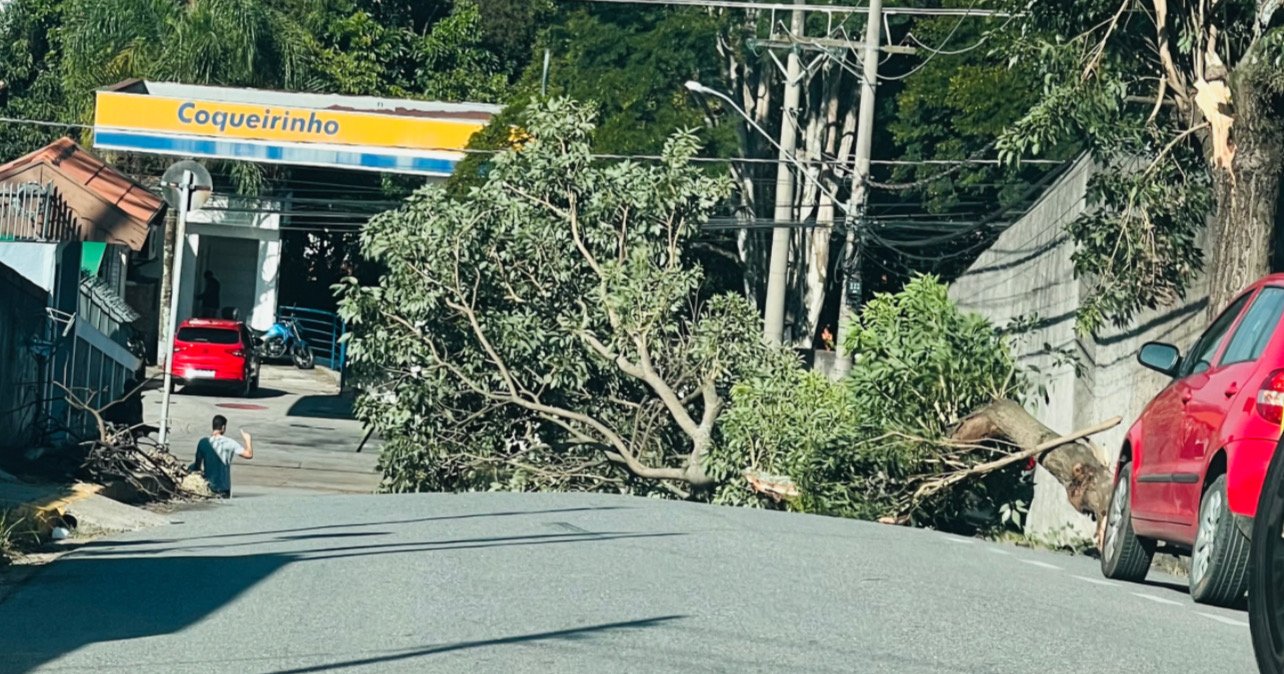 Árvore cai e interdita rua no bairro Santa Terezinha POP TV