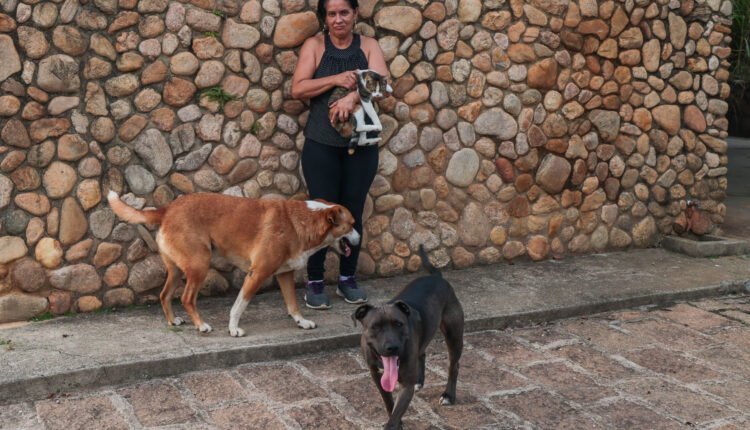 Focinho Solidário Campanha Permanente Da Prefeitura Ajuda Mais De 500 Animais De Jundiaí Pop Tv 6625